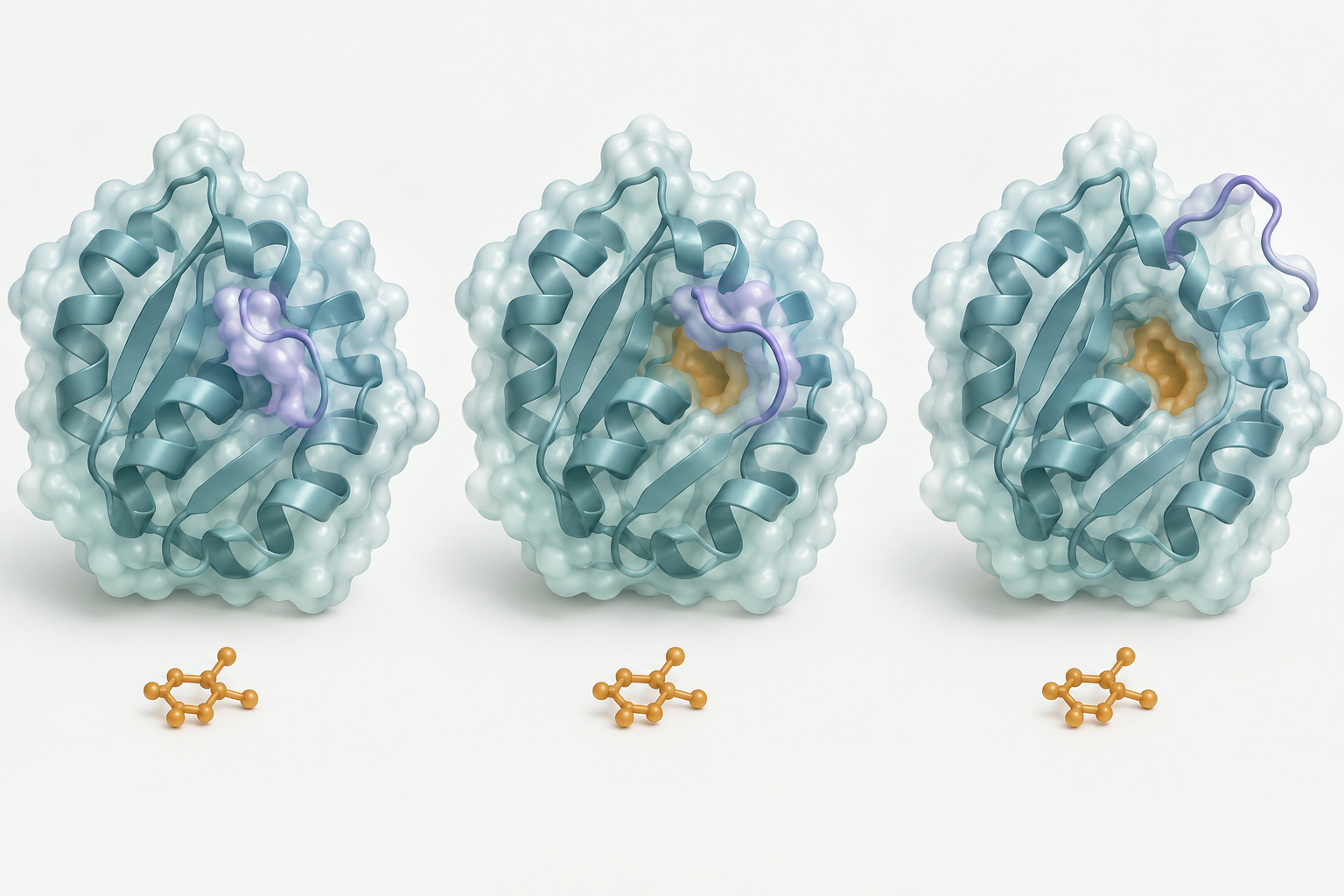 Scientific illustration of three folded protein states with different pocket shapes.